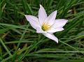 Mid-Grass Rain Lily